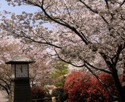 将軍吉宗が作った桜の名所-飛鳥山公園