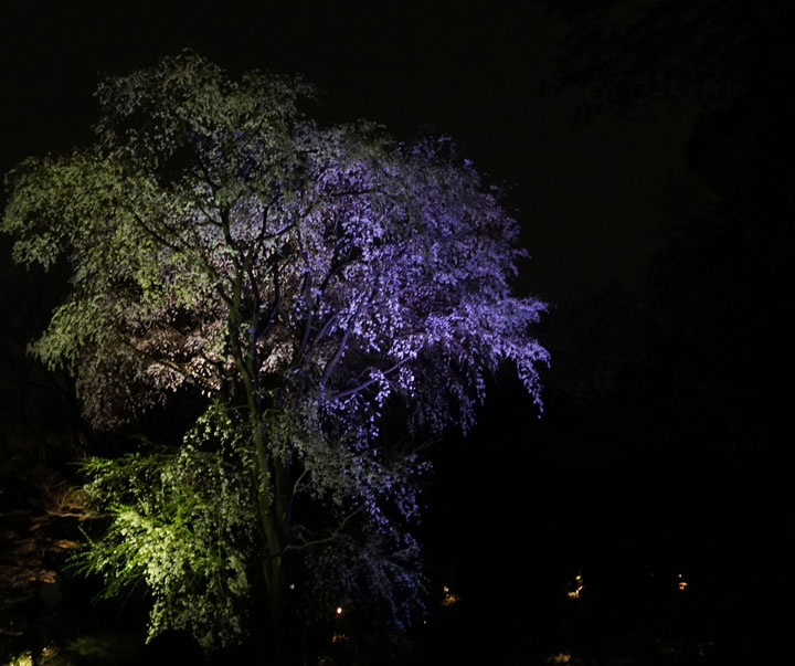 六義園　桜ライトアップ