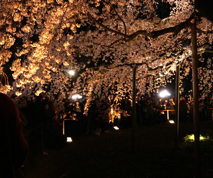 六義園　桜ライトアップ