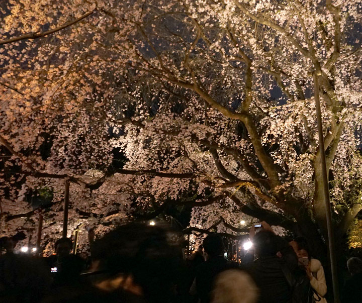 六義園　桜ライトアップ