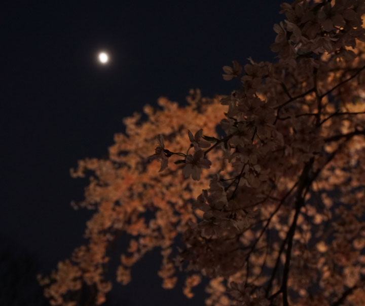 六義園　桜ライトアップ