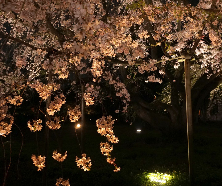 六義園　桜ライトアップ