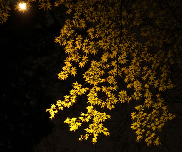 六義園　桜ライトアップ