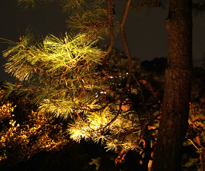 六義園　桜ライトアップ