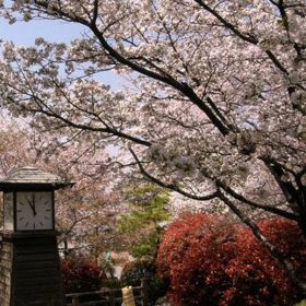 将軍吉宗が作った桜の名所-飛鳥山公園